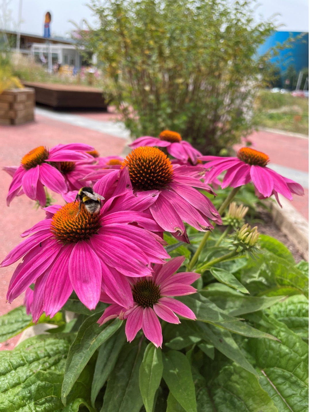 Insect observations Credits: LAND, Polifactory