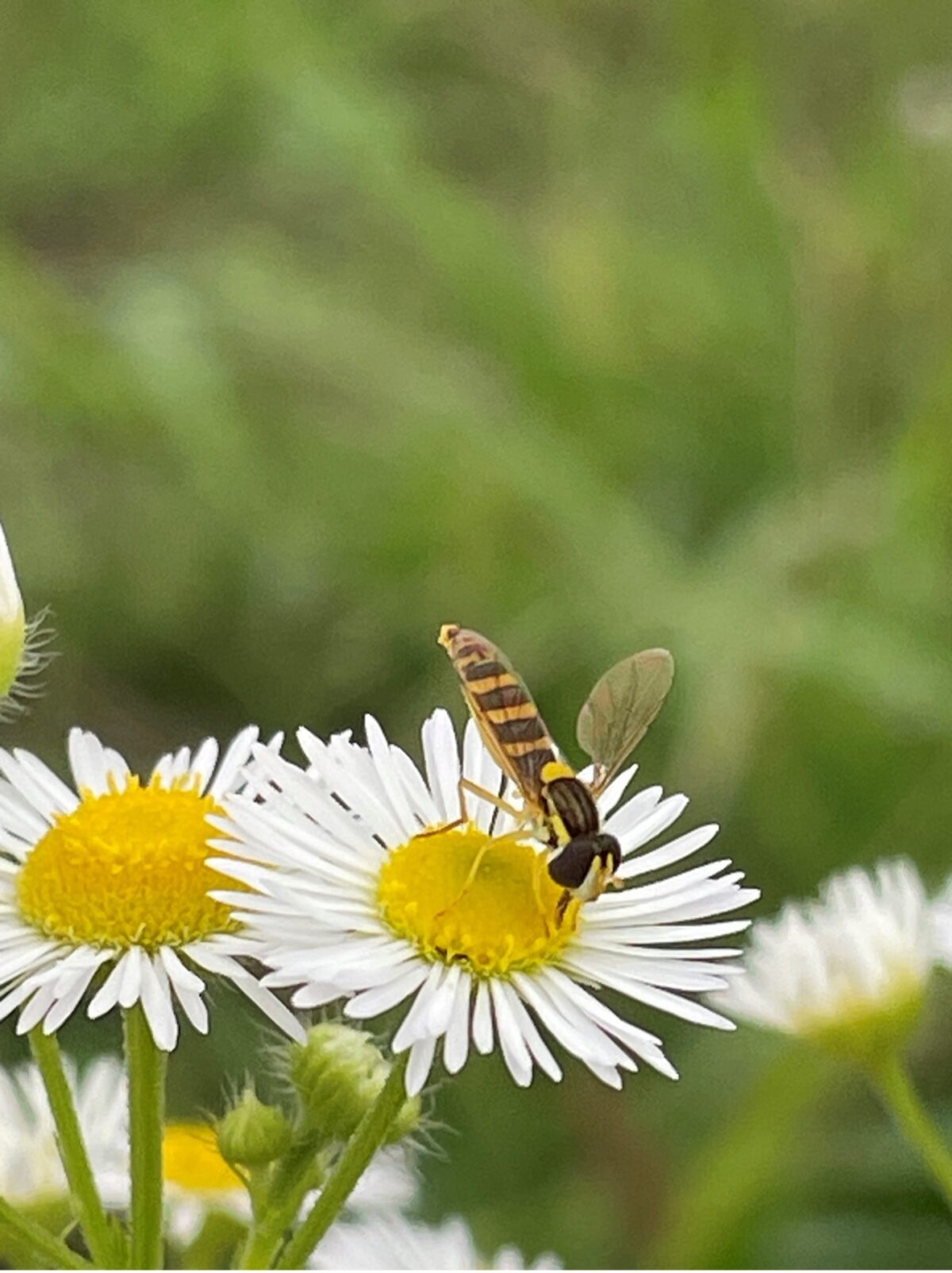 Insect observations (Credits: LAND, Polifactory)